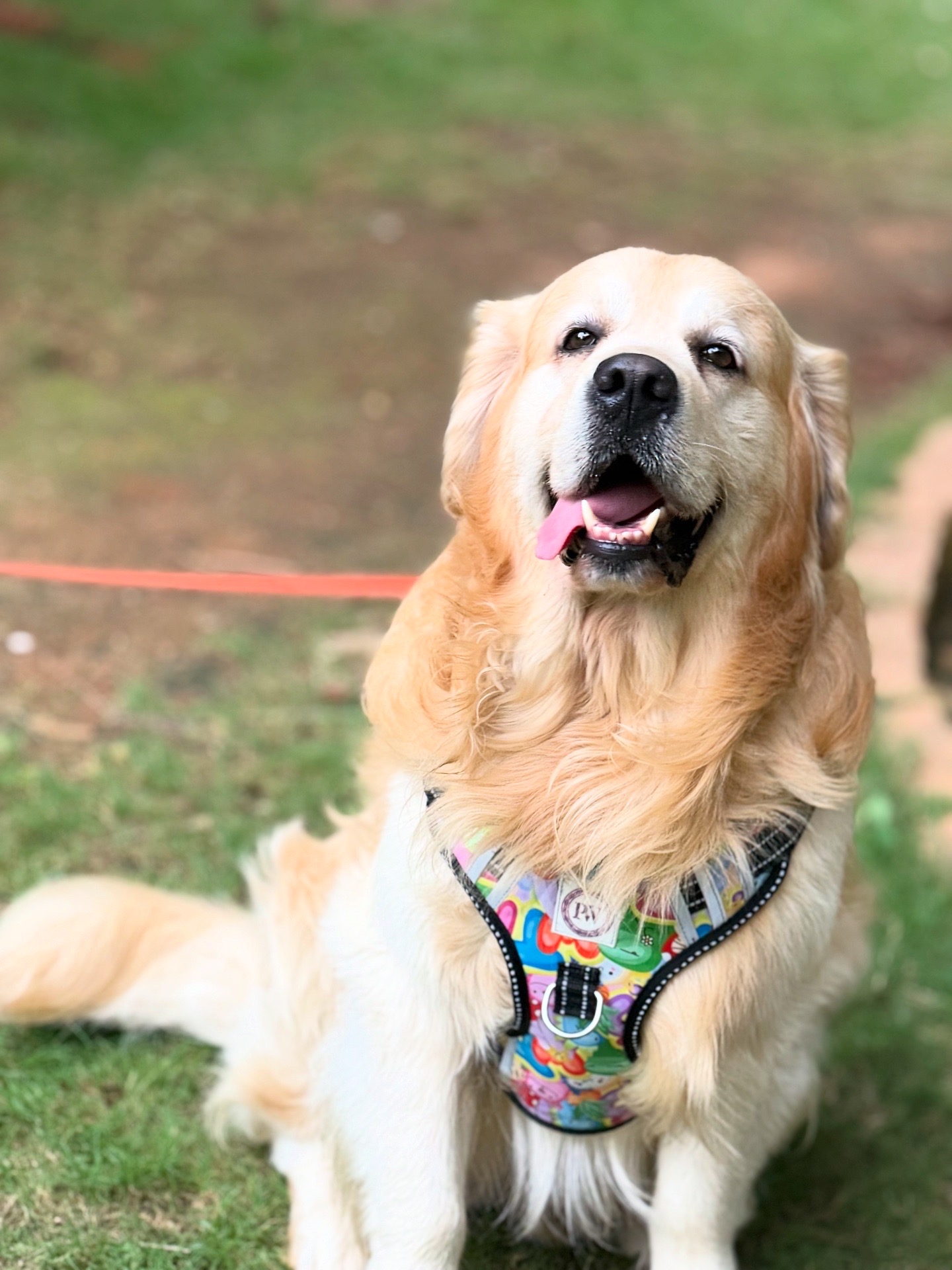 Happy tails