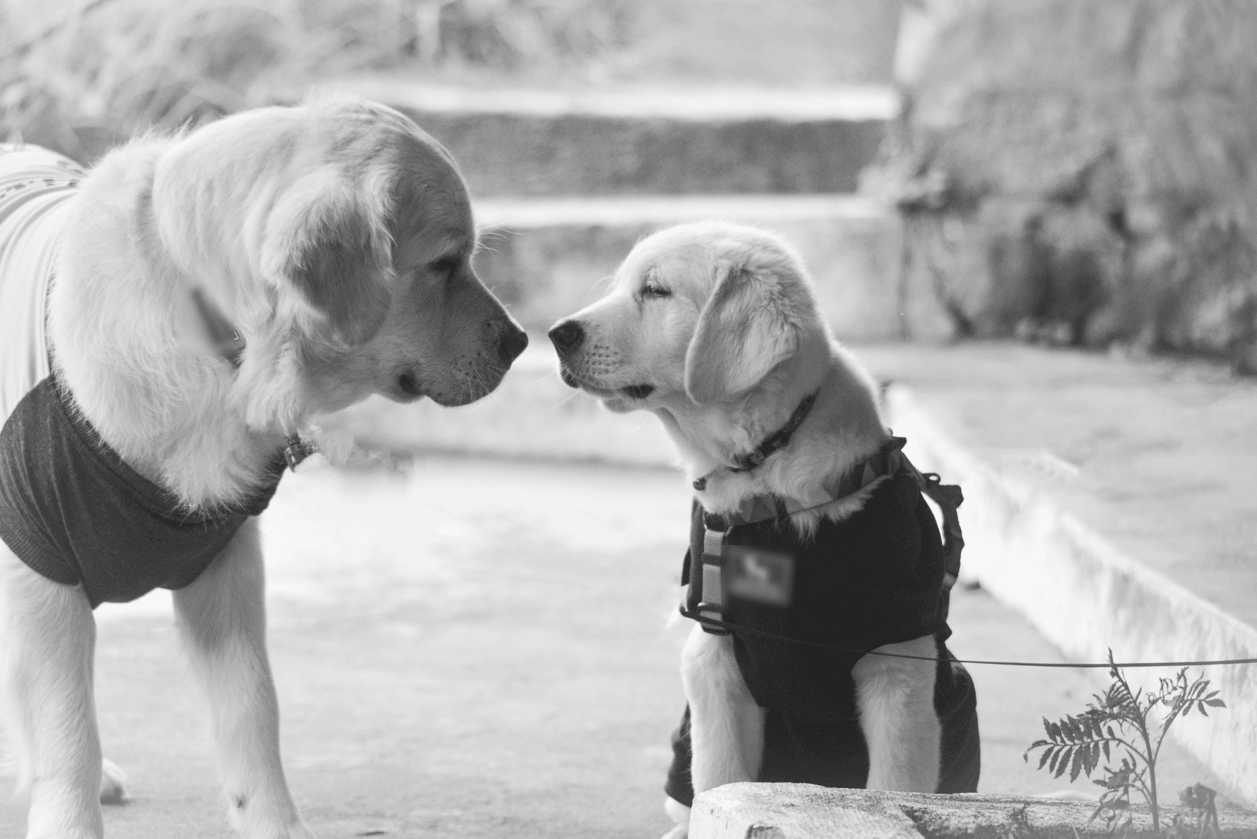 Oscar meets Mojo